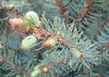 Blue spruce